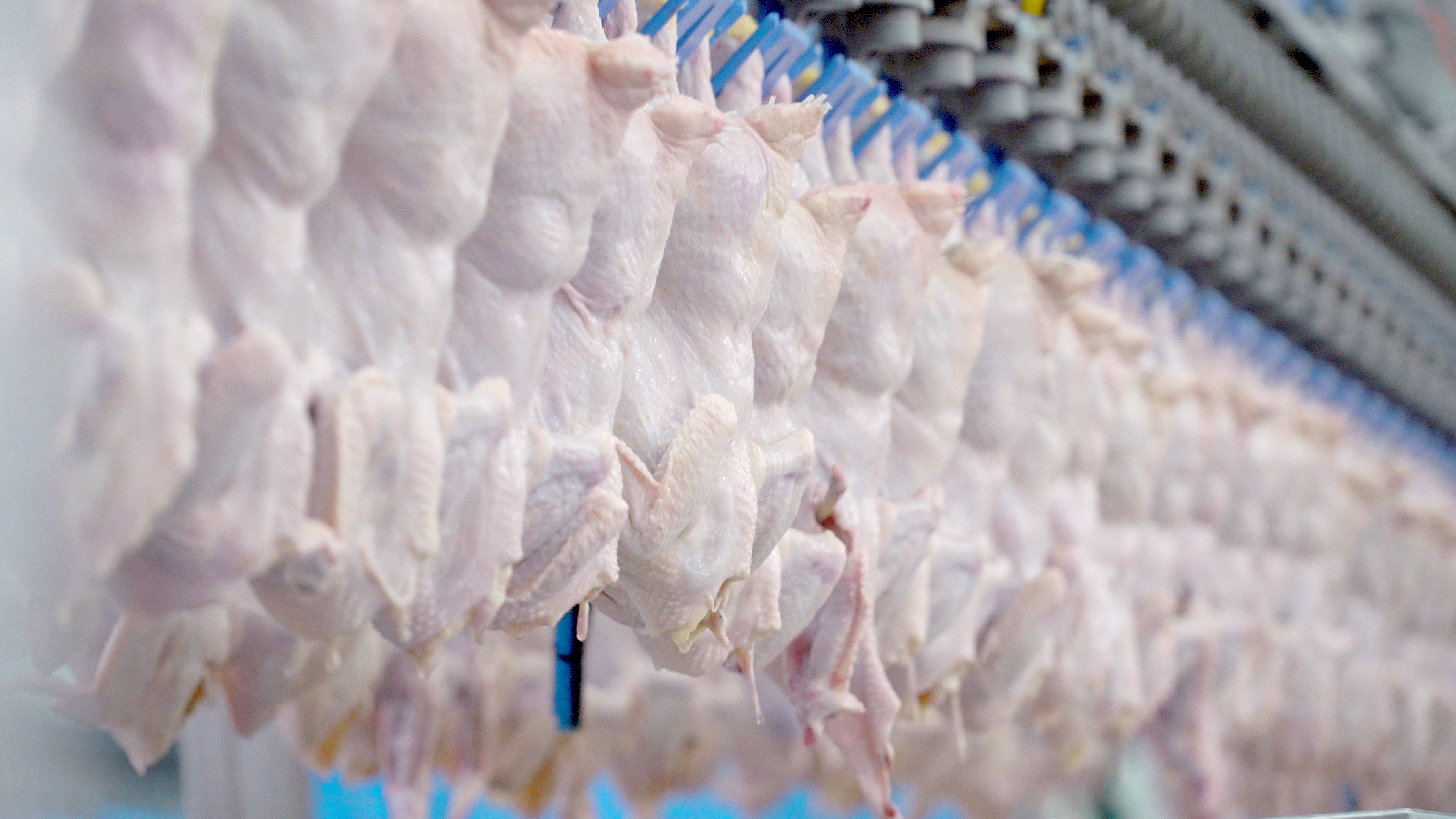 processamento de aves frango cru em ganchos azuis