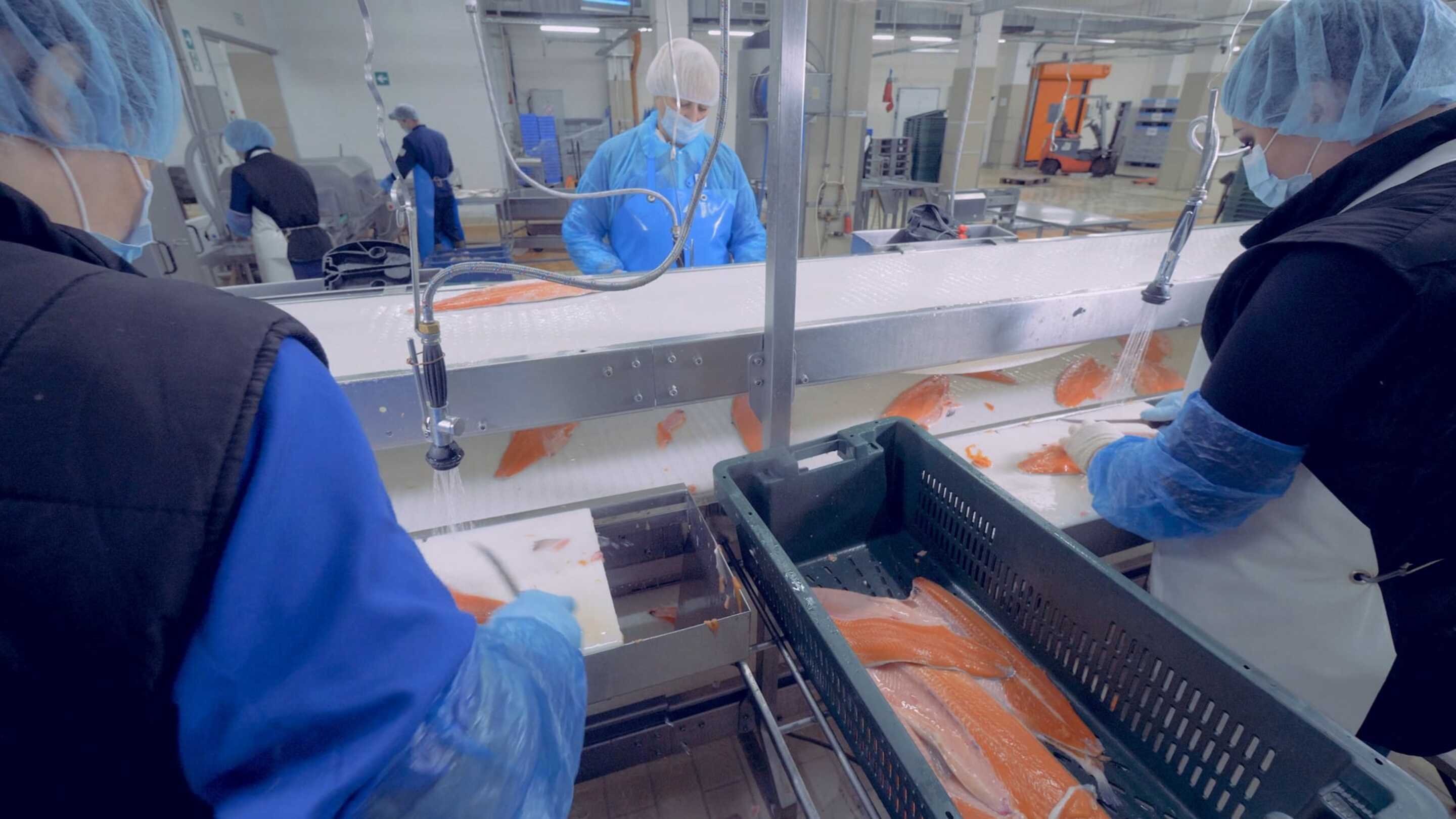 Touch Screen Seafood Pagproseso ng isang grupo ng mga taong naka asul na uniporme na nagtatrabaho sa isang pabrika ng isda